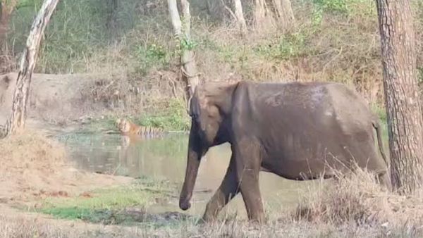 ಚಾಮರಾಜನಗರ: ಕೆರೆಯಲ್ಲಿ ಕೂಲ್.. ಕೂಲ್ ಆಗಿ ಮಲಗಿದ್ದ ಹುಲಿ ಕೆಣಕಿದ ಗಜರಾಜ-ಮುಂದೇನಾಯ್ತು?-ವಿಡಿಯೋ ವೈರಲ್‌
