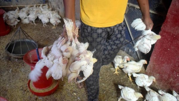 Chicken Price: ಬೆಂಗಳೂರಿನಲ್ಲಿ ಗಗನಕ್ಕೇರುತ್ತಿದೆ ಚಿಕನ್‌ ಬೆಲೆ; ಎಷ್ಟಿದೆ?