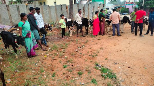 ಹೆಚ್ಚಿದ ಬಿಸಿಲ ಝಳ: ಜಾನುವಾರುಗಳಿಗೆ ಮೇವಿನ ಕೊರತೆ- ಹಸಿ ಮೇವಿಗೆ ಬರ- ರಾಗಿ, ಜೋಳದ ಸಪ್ಪೆ, ಭತ್ತದ ಹುಲ್ಲಿಗೆ ಡಿಮ್ಯಾಂಡ್