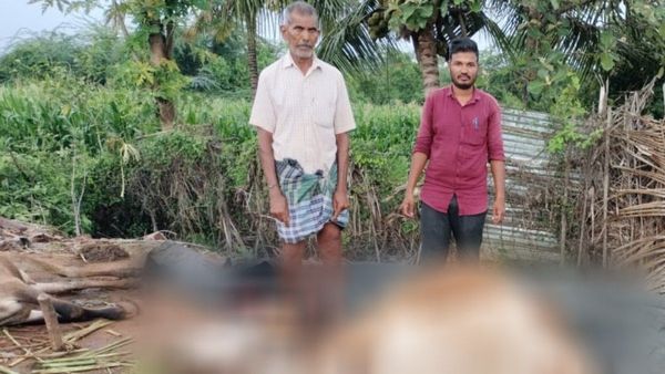 ಚಾಮರಾಜನಗರ: ಕಲುಷಿತ ನೀರು ಸೇವಿಸಿ ಮೂರು ಹಸುಗಳು ಸಾವು