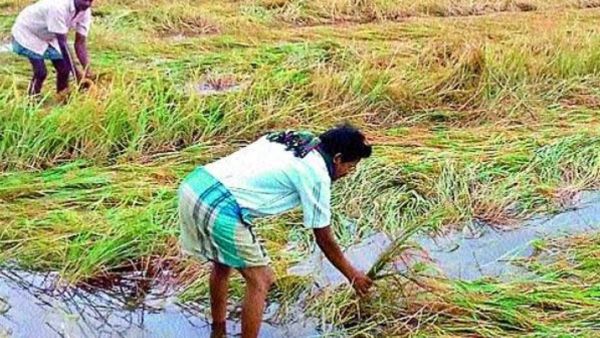 ರೈತರಿಗೆ 2023 ರ ಮುಂಗಾರು ಹಂಗಾಮಿನ ಬೆಳೆ ನಷ್ಟ ಪರಿಹಾರ ಬಿಡುಗಡೆ