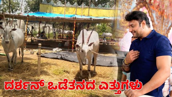 ದನಗಳ ಜಾತ್ರೆಯಲ್ಲಿ ಗಮನ ಸೆಳೆದ ಚಾಲೆಂಜಿಂಗ್ ಸ್ಟಾರ್ ದರ್ಶನ್ ಒಡೆತನದ ಎತ್ತುಗಳು