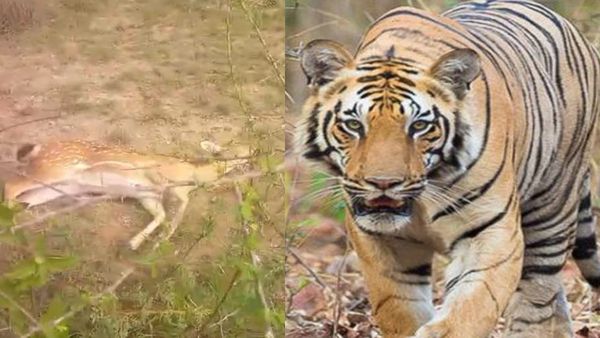 ಚಾಮರಾಜನಗರ: ಪಾಪದ ಜಿಂಕೆಯ ರಕ್ತ ಹೀರಿ ಕೊಂದು ಬಿಸಾಡಿದ ವ್ಯಾಘ್ರ