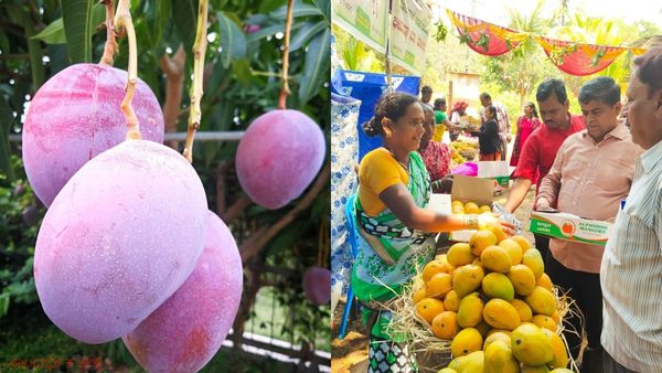 Dharwad Mango Fair: ಧಾರವಾಡ ಮೇಳದಲ್ಲಿದೆ ವಿಶ್ವದ ದುಬಾರಿ ಮಾವು: ಇದರ ಬೆಲೆ 2.7 ಲಕ್ಷ ರೂ.