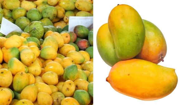 Dharwad Mango: ಸಪ್ತ ಸಾಗರದಾಚೆಗೆ ರಫ್ತಾಗಲು ಸಿದ್ಧ: ಪೇಡಾ ಜೊತೆ 'ಆಫೋಸಾ' ಮಾವಿಗೆ ಭಾರೀ ಡಿಮ್ಯಾಂಡ್