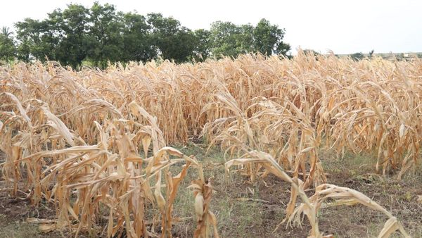 ಬರ ಪರಿಹಾರ ಬಂದಿಲ್ಲವೇ?; ರೈತರು ಒಮ್ಮೆ ಖಾತೆ ಹೀಗೆ ಚೆಕ್ ಮಾಡಿ