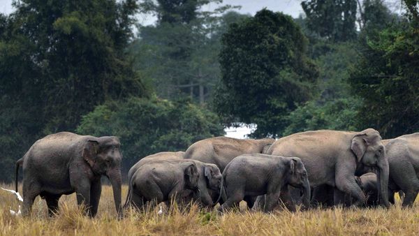 ಇದೇ ಮೊದಲ ಬಾರಿಗೆ ಕೇರಳ, ತಮಿಳುನಾಡು, ಕರ್ನಾಟಕ ಗಡಿಯಲ್ಲಿ ಆನೆ ಗಣತಿ