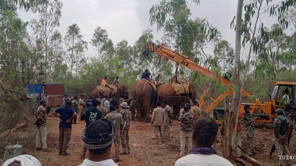 ಬಂಡೀಪುರದಲ್ಲಿ ಕೊನೆಗೂ ಸೆರೆಸಿಕ್ಕ ಕಾಡಾನೆ