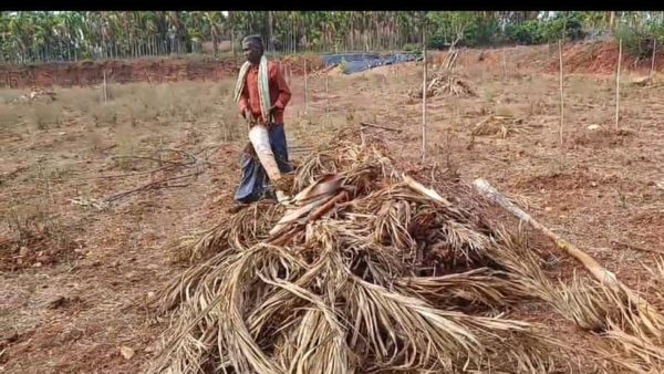 ದಾವಣಗೆರೆ: ಕೈಕೊಟ್ಟ ಮಳೆ, ಕೊರೆಸಿದ ಬೋರ್‌ಗಳೆಲ್ಲ ಫೇಲ್‌-ಒಂದೂವರೆ ಹೆಕ್ಟೇರ್‌ನಲ್ಲಿದ್ದ ಅಡಿಕೆ ಗಿಡ ನಾಶ ಮಾಡಿದ ರೈತ.!