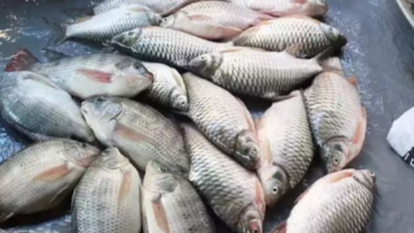 Hassan: ಹಾಸನದಲ್ಲಿ ಮೀನು ತಿಂದು ಇಬ್ಬರು ಸಾವು: ಅಷ್ಟಕ್ಕೂ ಆಗಿದ್ದೇನು..?