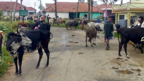 ರೈತರಿಗೆ ಸಿಹಿಸುದ್ದಿ; ಉಚಿತವಾಗಿ ಮೇವಿನ ಬಿತ್ತನೆ ಬೀಜದ ಕಿಟ್‍ ಹಂಚಿಕೆ 