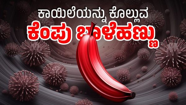 Health Benefits of Red Banana: ಕಾಯಿಲೆಯನ್ನು ಕೊಲ್ಲುವ ಕೆಂಪು ಬಾಳೆಹಣ್ಣಿನ ಆರೋಗ್ಯಕರ ಪ್ರಯೋಜನಗಳನ್ನು ಬಲ್ಲಿರಾ?