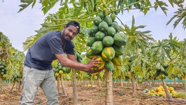 Raichur: 2 ಎಕರೆ ಜಮೀನಿನಲ್ಲಿ ತೋಟಗಾರಿಕೆ, ಮೀನುಗಾರಿಕೆ: ಮಾದರಿ ಯುವಕ