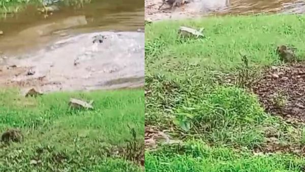 ಕೊಳ್ಳೇಗಾಲ: ಪಾರಿವಾಳ ಬೇಟೆಯಾಡಿದ ಮೊಸಳೆ-ವಿಡಿಯೋ ವೈರಲ್‌