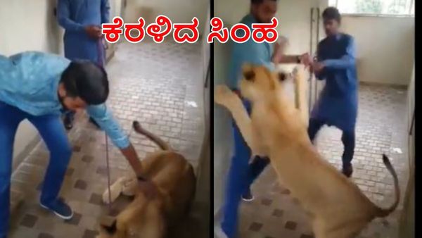Viral Video: ಪಳಗಿದೇ ಎಂದು ಸಿಂಹ ಮುಟ್ಟಿದ ವ್ಯಕ್ತಿ ಕಿರುಚುತ್ತಲೇ ಕಾಲ್ಕಿತ್ತಿದ್ದಾನೆ: ಅದೃಷ್ಟವಂತ ಎಂದ ನೆಟ್ಟಿಗರು