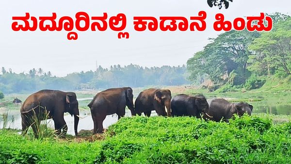 ಮದ್ದೂರಿನಲ್ಲಿ ಕಾಣಿಸಿಕೊಂಡ ಕಾಡಾನೆಗಳ ಹಿಂಡು