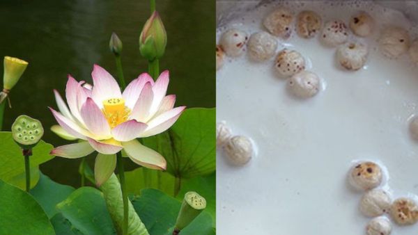 Lotus Seeds Recipe: ಸುಲಭವಾಗಿ, ಆರೋಗ್ಯಕರ ಕಮಲದ ಬೀಜಗಳ ಪಾಯಸ ಮಾಡುವುದು ಹೇಗೆ?