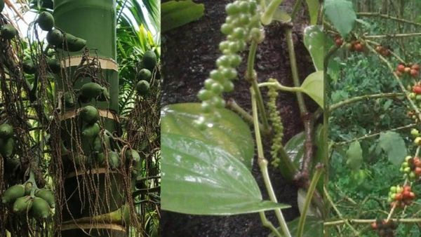 Malnad Weather: ಮಲೆನಾಡಿನ ಕಾಫಿ, ಅಡಿಕೆ ಮತ್ತು ಕಾಳುಮೆಣಸು ಇಳುವರಿಗೆ ಭಾರೀ ಹೊಡೆತ ಕೊಟ್ಟ ಬಿಸಿಲು