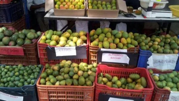 Lalbagh Mango Mela: ಲಾಲ್‌ಬಾಗ್‌ನಲ್ಲಿ ಮಾವು-ಹಲಸು ಮೇಳ ಆರಂಭ: ಬಾಯಲ್ಲಿ ನೀರೂರಿಸುವ ಹಣ್ಣುಗಳ ಖರೀದಿ ಜೋರು