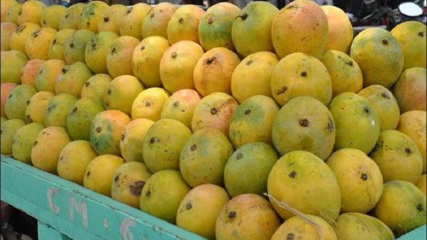 ಮೈಸೂರಿನಲ್ಲಿ ಹಲಸು-ಮಾವು ಪ್ರಿಯರಿಗಾಗಿ ಹಣ್ಣಿನ ಮೇಳ: ಈ ಬಾರಿಯ ವಿಶೇಷತೆ ಏನು..?