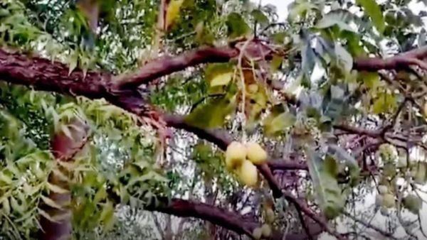 Viral Video: ಸಚಿವರ ಮನೆ ಮುಂದೆ ಬೆಳೆದ ಬೇವಿನ ಮರದಲ್ಲಿ ಮಾವಿನ ಹಣ್ಣು: ವಿಡಿಯೋ ವೈರಲ್