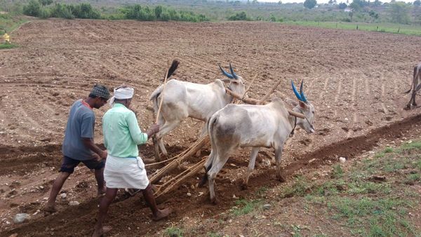  ಪೂರ್ವ ಮುಂಗಾರು ಮಳೆ: ಗಡಿಜಿಲ್ಲೆಯಲ್ಲಿ ಗರಿಗೆದರಿದ ಕೃಷಿ ಚಟುವಟಿಕೆ, ಎತ್ತುಗಳಿ ಭಾರೀ ಬೇಡಿಕೆ