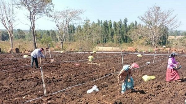 Mysuru Rain: ಮಳೆಯಿಲ್ಲದೆ ಕುಂಠಿತಗೊಂಡ ಕೃಷಿ ಚಟುವಟಿಕೆ; ಸಂಕಷ್ಟದಲ್ಲಿ ರೈತ ವರ್ಗ