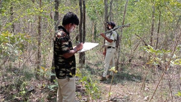 ಮಾನವ ಆನೆ ಸಂಘರ್ಷ: ನಾಗರಹೊಳೆಯಲ್ಲಿ ದಿಢೀರ್‌ ಆನೆ ಗಣತಿ ಯಾಕೆ ಗೊತ್ತಾ?