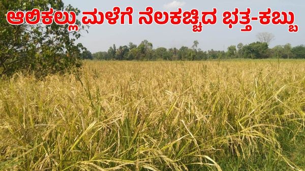 Mandya Rain: ಆಲಿಕಲ್ಲು ಮಳೆಗೆ ನೆಲ ಕಚ್ಚಿದ ಭತ್ತ-ಕಬ್ಬು; ನಷ್ಟದ ಭೀತಿಯಲ್ಲಿ ರೈತ