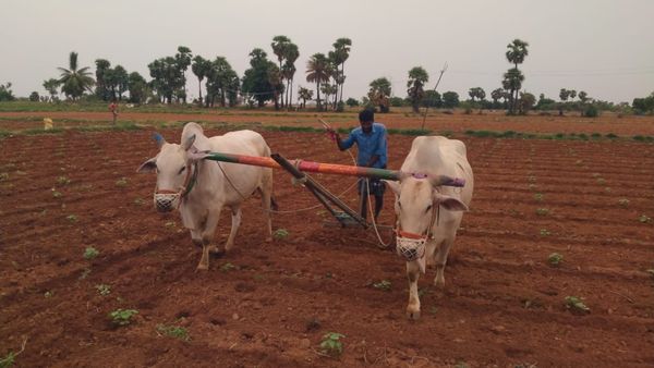 ಪ್ರಧಾನಮಂತ್ರಿ ಫಸಲ್ ಭೀಮಾ ಯೋಜನೆ, ರೈತರು ಹೆಸರು ನೋಂದಾಯಿಸಿ