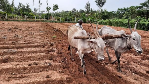 ಕೊಡಗಿನ ಕೃಷಿಕರಲ್ಲಿ ಸಂತಸ ತಂದ ಪೂರ್ವ ಮುಂಗಾರು ಮಳೆ 