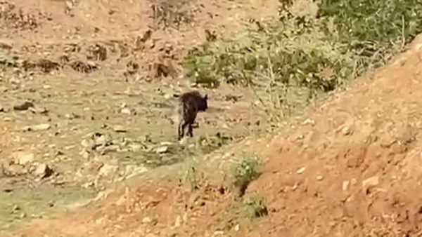 ಗುಂಡ್ಲುಪೇಟೆ: ಕಾಡಂಚಿನ ಗ್ರಾಮ ಮಂಗಲದಲ್ಲಿ ಅಪರೂಪದ ಪ್ರಾಣಿ ಓಡಾಟ-ವಿಡಿಯೋ ವೈರಲ್‌