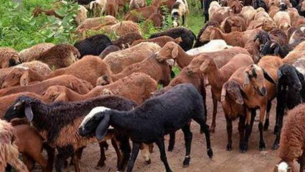 ಚಾಮರಾಜನಗರ: 10 ಕುರಿ, 04 ಮೇಕೆ ಮರಿ ಸಾವು: ಪರಿಹಾರಕ್ಕೆ ಒತ್ತಾಯ