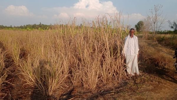 ಒಣಗಿದ ಕಬ್ಬು, ಅಡಿಕೆ, ತೆಂಗಿನ ತೋಟಗಳು: ದಾವಣಗೆರೆ ಜಿಲ್ಲೆ ರೈತರಿಗೆ ತಪ್ಪದ ಸಂಕಷ್ಟ