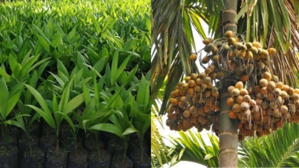 Tirthahalli Areca: ರಾಜ್ಯದಲ್ಲಿ ಬೆಳೆಯುವ ಅಡಿಕೆಗಳಲ್ಲಿ ತೀರ್ಥಹಳ್ಳಿ ಅಡಿಕೆ ಅತ್ಯುತ್ತಮ ತಳಿ, ಏಕೆ ಗೊತ್ತಾ?