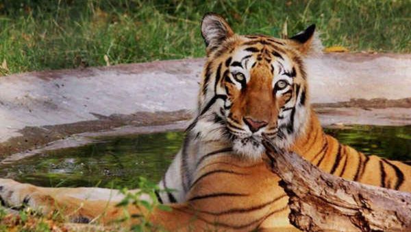 ಬಂಡೀಪುರ: ಕೊಳೆತ ಸ್ಥಿತಿಯಲ್ಲಿ ಹುಲಿ‌ ಮೃತದೇಹ ಪತ್ತೆ