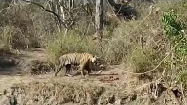 ಬಂಡೀಪುರದಲ್ಲಿ ಸಫಾರಿ ವೇಳೆ ಪ್ರವಾಸಿಗರಿಗೆ ಹುಲಿರಾಯನ ದರ್ಶನ