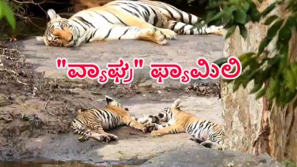 ಚಾಮರಾಜನಗರ: ರಿಲ್ಯಾಕ್ಸ್ ಮೂಡ್‌ಗೆ ಜಾರಿದ 