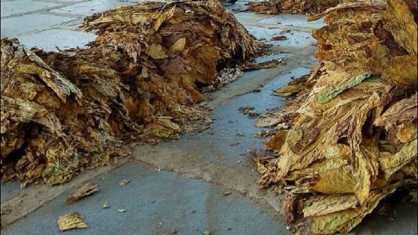 ರೈತರಿಗೆ ಸವಾಲ್‌ ಆದ ತಂಬಾಕು ಬೆಳೆ: ಲಕ್ಷಾಂತರ ರೂಪಾಯಿ ಬಂಡವಾಳ ನೀರಿನಲ್ಲಿ ಹೋಮ