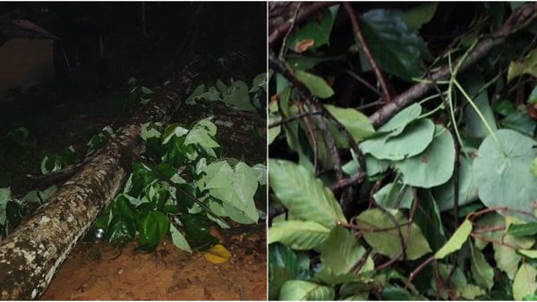 Subramanya: ಮಳೆ ಅವಾಂತರ: ಭಾರೀ ಗಾಳಿಗೆ ಮರ ಬಿದ್ದು ವೃದ್ಧೆ ಸಾವು