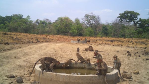 ವನ್ಯಜೀವಿ ಅಧಿಕಾರಿಗಳ ಮುಂದಾಲೋಚನೆ: ಕಾಡುಪ್ರಾಣಿಗಳ ದಾಹ ನೀಗಿಸಿದ ನೀರಿನ ತೊಟ್ಟಿ