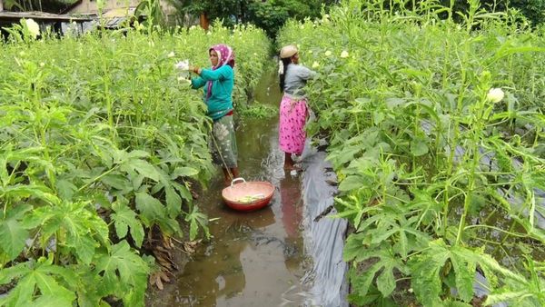 ಕೃಷಿ ಪ್ರಿಯನ ಕೈ ಹಿಡಿದ ಬೆಂಡೆಕಾಯಿ: ಸಾಲಿಗ್ರಾಮದ ತರಕಾರಿ ಬೆಳೆಗಾರನ ಸಾಧನೆಯ ಬಗ್ಗೆ ತಿಳಿಯಿರಿ