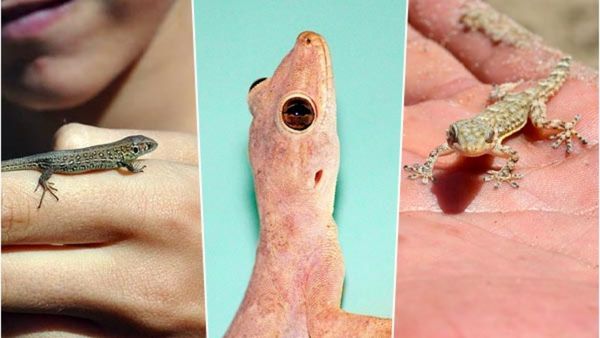 Lizard Sound Mean: ಮನೆಯಲ್ಲಿ ಹಲ್ಲಿಯ ಸದ್ದು ಕೇಳಿದರೆ ಶುಭವೋ? ಅಶುಭವೋ?