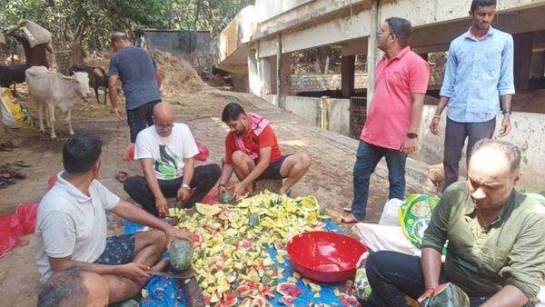 ಬೀರು ಬೇಸಿಗೆಗೆ ಬಳಲಿದ ಗೋವುಗಳ ಹೊಟ್ಟೆ ತಣಿಸಿದ ಕೂಲ್‌ ಕಲ್ಲಂಗಡಿ: ಇದು ಗೋಪಾರ್ಟಿ