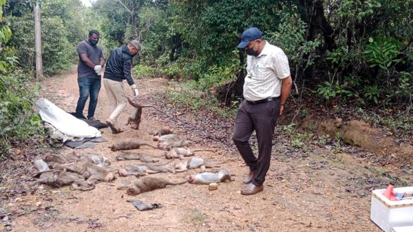 ಶನಿವಾರವೇ ಮಲೆನಾಡಲ್ಲಿ ಮಂಗಗಳ ಮಾರಣ ಹೋಮ: ಅಸಲಿಗೆ ಆಗಿದ್ದೇನು..?