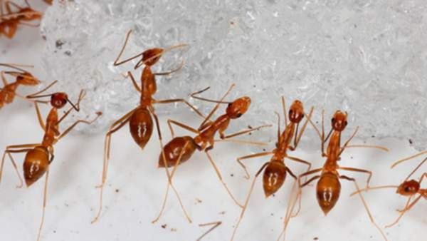 Goback Ants: ಗೋಬ್ಯಾಕ್ ಇರುವೆ... ಮನೆಯಲ್ಲಿ ಇರುವೆ ಕಾಟದಿಂದ ಪಾರಾಗಲು ಇಲ್ಲಿದೆ ಸುಲಭ ಸಲಹೆಗಳು...