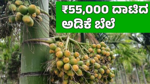 Arecanut Price: ₹55,000 ತಲುಪಿದ ಅಡಿಕೆ ಬೆಲೆ; ಕೊಬ್ಬರಿ ದರ ಹೇಗಿದೆ?