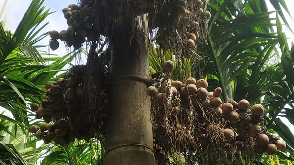 ಅಡಿಕೆ ಬೆಳೆಗೆ ಹವಾಮಾನ ಆಧಾರಿತ ವಿಮೆ ಯೋಜನೆ, ಮೊತ್ತದ ವಿವರ