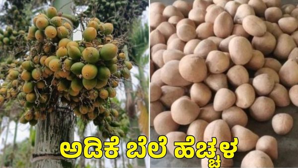 Arecanut Price: ಅಡಿಕೆ ಬೆಲೆ ಹೆಚ್ಚಳ; ಇಂದಿನ ಕೊಬ್ಬರಿ ದರ ಹೇಗಿದೆ?