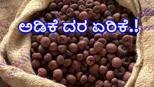 ದಾವಣಗೆರೆ: ಅಡಿಕೆ ದರ ಮತ್ತೆ ಏರಿಕೆ-ಜೂನ್‌ 6ರ ಅಂಕಿಅಂಶಗಳ ವಿವರ ಇಲ್ಲಿದೆ ತಿಳಿಯಿರಿ